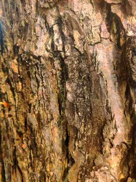 Closeup tree bark 17 Stock Photos