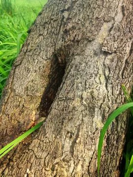 Closeup tree bark 17 Stock Photos