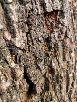 Closeup tree bark 170 Stock Photos