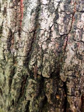 Closeup tree bark 171 Stock Photos