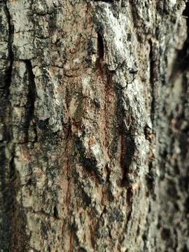 Closeup tree bark 172 Stock Photos