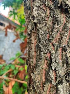 Closeup tree bark 173 Stock Photos
