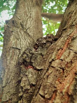 Closeup tree bark 174 Stock Photos