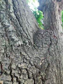 Closeup tree bark 175 Stock Photos