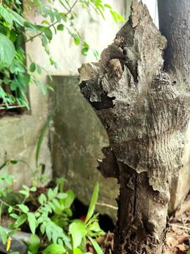 Closeup tree bark 176 Stock Photos