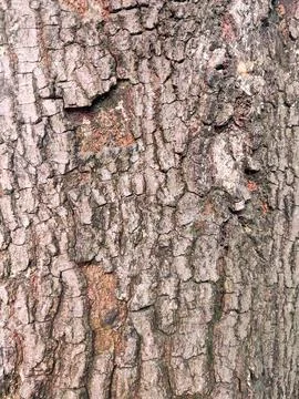 Closeup tree bark 177 Stock Photos