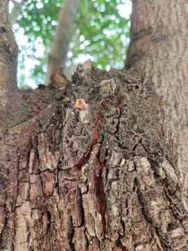 Closeup tree bark 178 Stock Photos