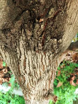 Closeup tree bark 179 Stock Photos