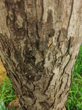 Closeup tree bark 18 Stock Photos