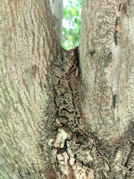 Closeup tree bark 180 Stock Photos
