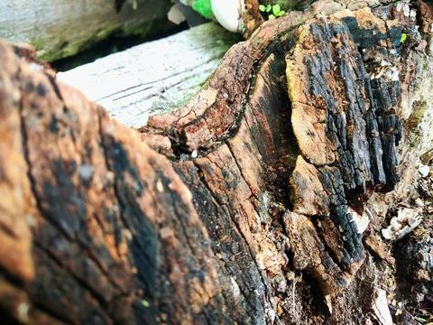 Closeup tree bark 181 Stock Photos