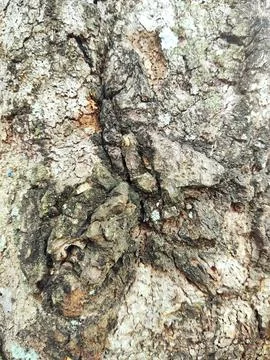 Closeup tree bark 182 Stock Photos