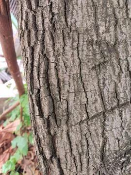 Closeup tree bark 183 Stock Photos