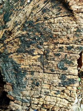 Closeup tree bark 184 Stock Photos