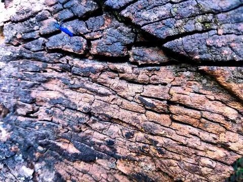 Closeup tree bark 185 Stock Photos