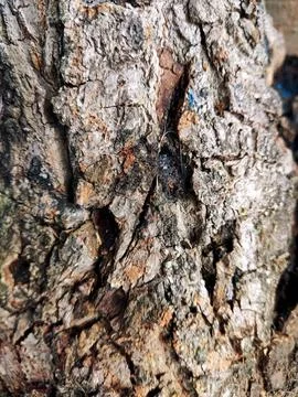 Closeup tree bark 186 Stock Photos