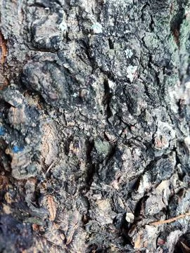 Closeup tree bark 187 Stock Photos