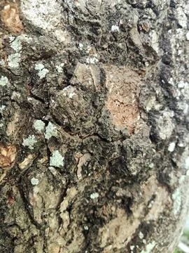 Closeup tree bark 188 Stock Photos