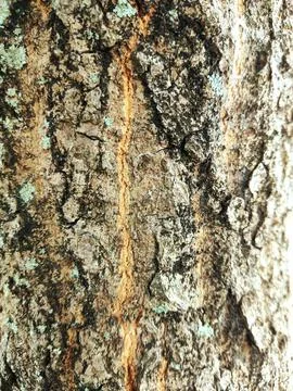 Closeup tree bark 189 Stock Photos