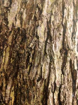 Closeup tree bark 19 Stock Photos