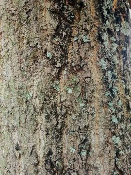 Closeup tree bark 190 Stock Photos