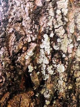 Closeup tree bark 191 Stock Photos