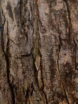 Closeup tree bark 2 Stock Photos
