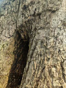 Closeup tree bark 20 Stock Photos
