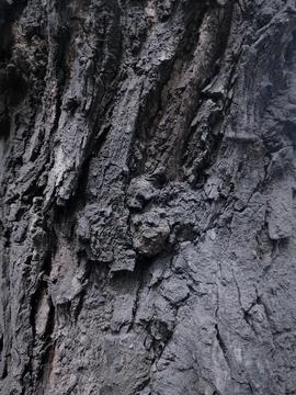 Closeup tree bark 21 Stock Photos
