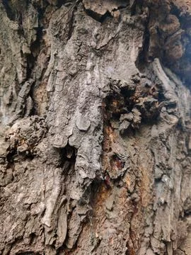 Closeup tree bark 22 Stock Photos
