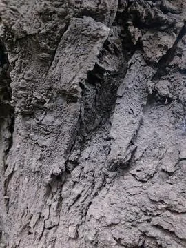 Closeup tree bark 23 Stock Photos