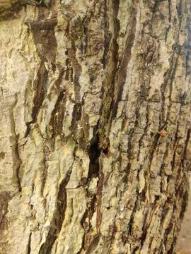 Closeup tree bark 24 Stock Photos