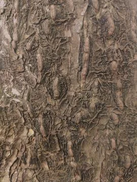 Closeup tree bark 25 Stock Photos