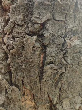 Closeup tree bark 26 Stock Photos