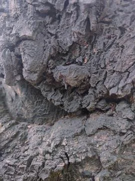 Closeup tree bark 27 Stock Photos
