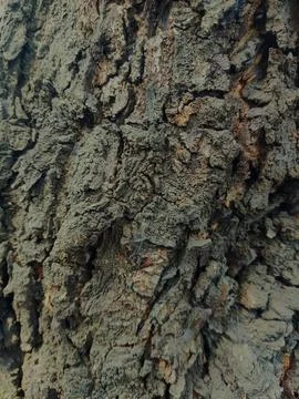 Closeup tree bark 28 Stock Photos