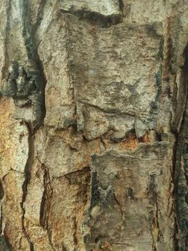 Closeup tree bark 29 Stock Photos