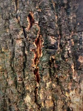 Closeup tree bark 3 Stock Photos