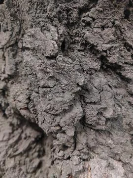 Closeup tree bark 30 Stock Photos
