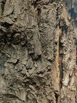 Closeup tree bark 31 Stock Photos