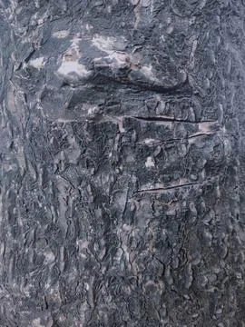 Closeup tree bark 32 Stock Photos
