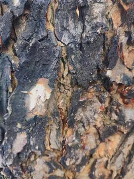 Closeup tree bark 33 Stock Photos