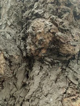 Closeup tree bark 35 Stock Photos