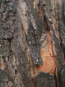 Closeup tree bark 36 Stock Photos