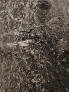 Closeup tree bark 37 Stock Photos