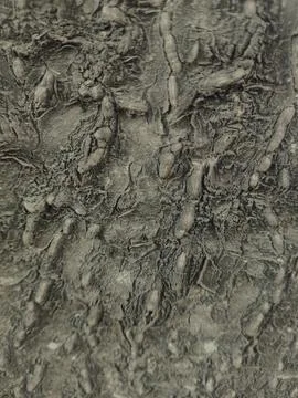 Closeup tree bark 38 Stock Photos