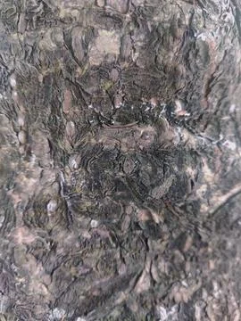 Closeup tree bark 39 Stock Photos