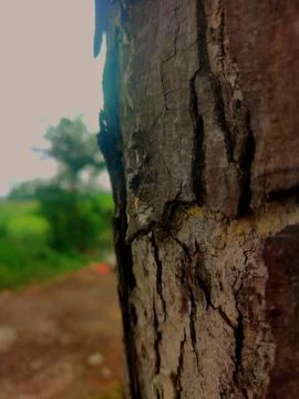 Closeup tree bark 4 Stock Photos