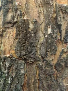 Closeup tree bark 40 Stock Photos