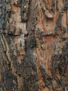 Closeup tree bark 41 Stock Photos